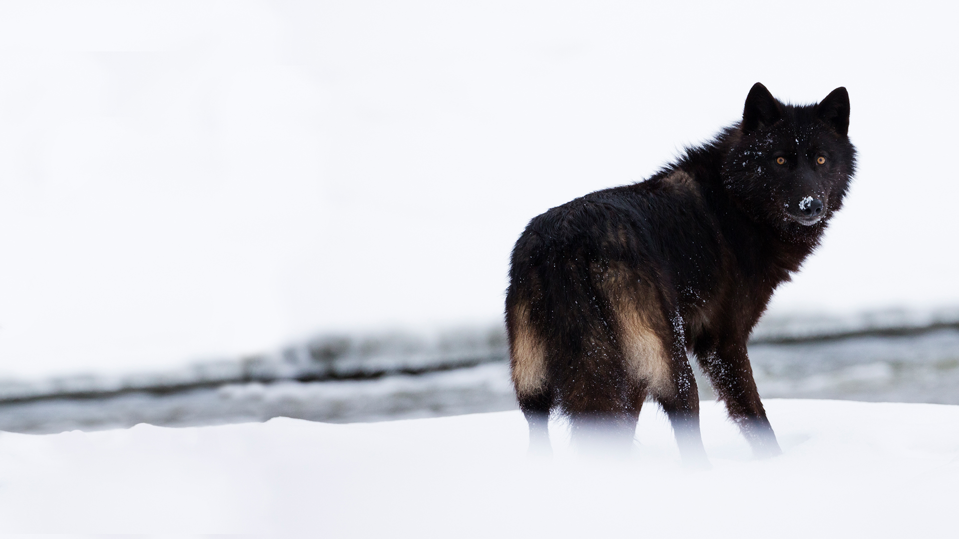 National Geographic Specials Rise of the Black Wolf Knowledge.ca